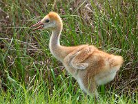 A1B9128c  Sandhill Crane (Grus canadensis) - 2.5 week-old chick
